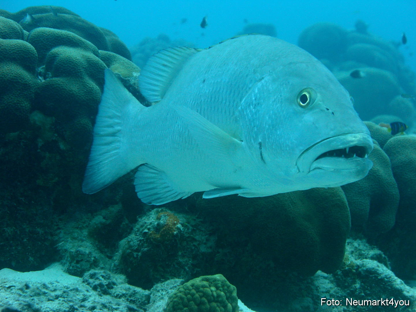 0029 Peter Bonaire Unterwasser 2009