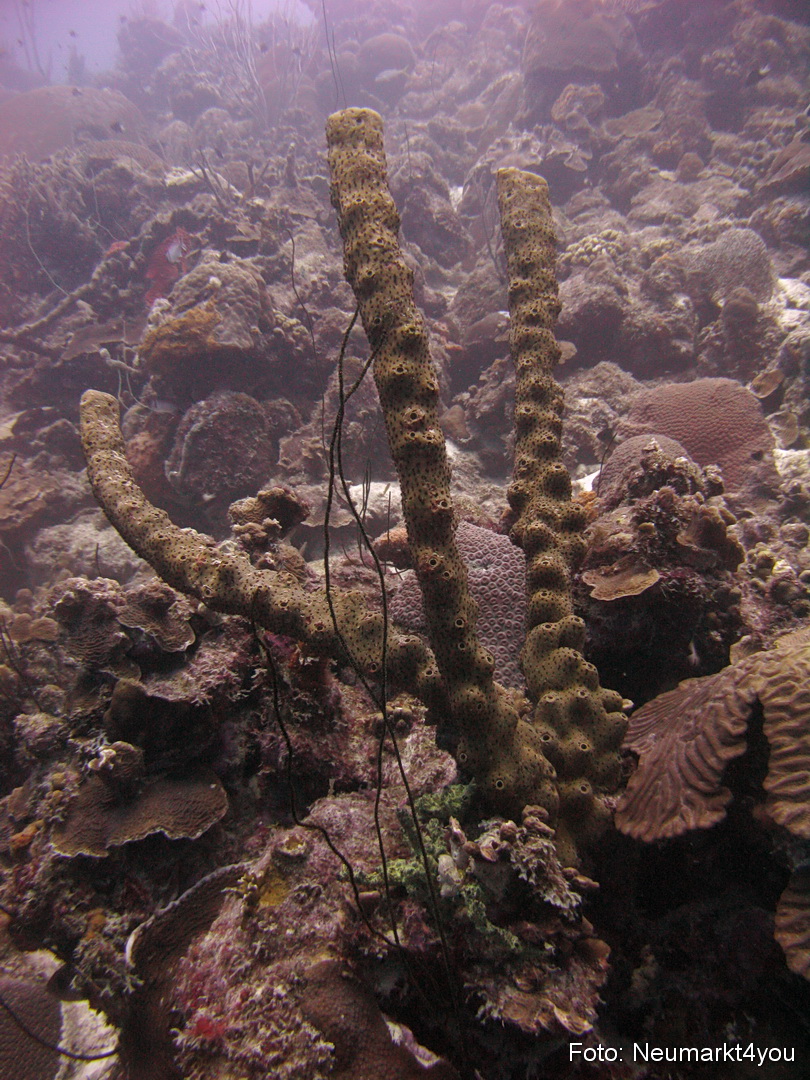 0033 Peter Bonaire Unterwasser 2009