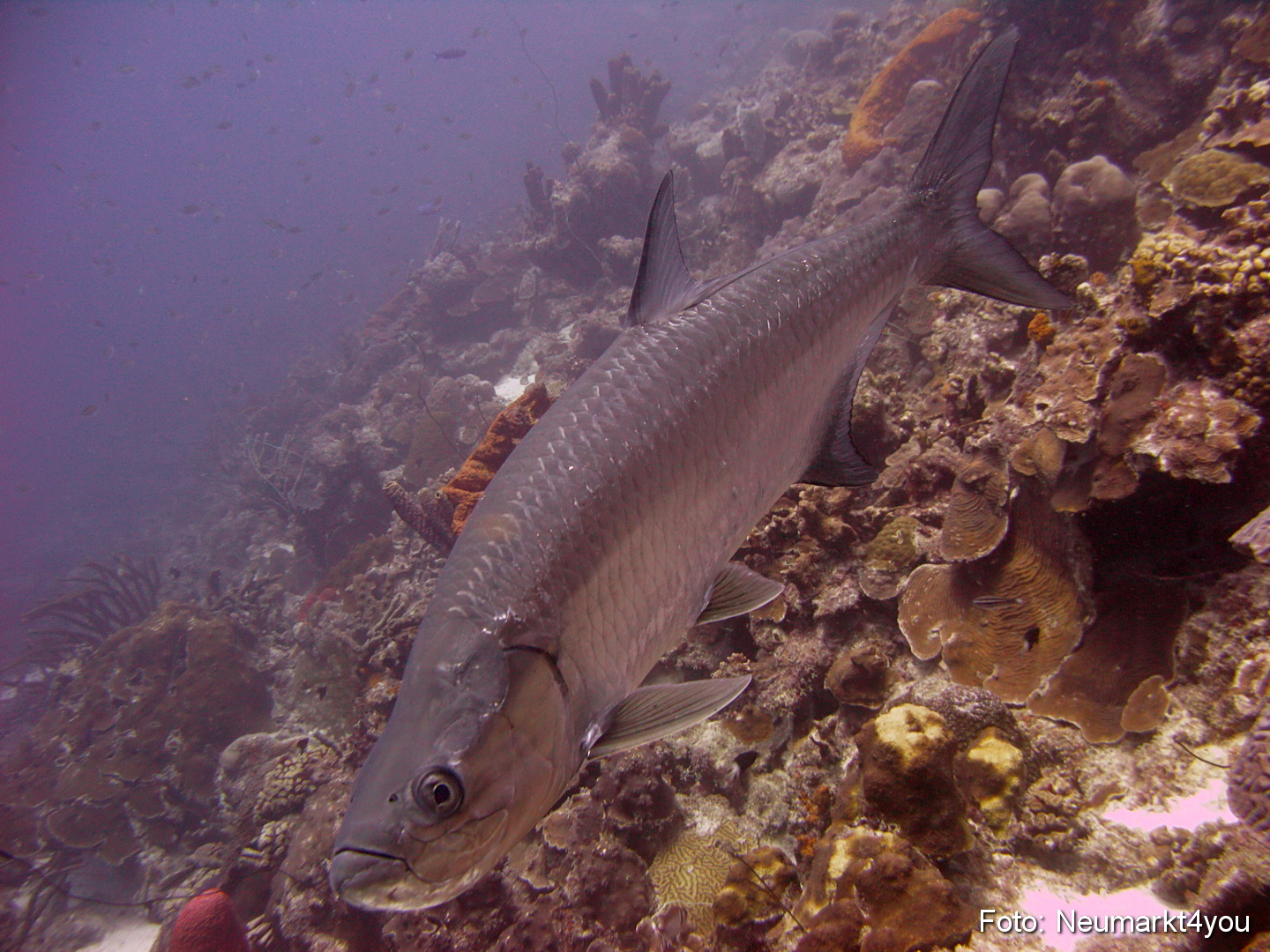 0034 Peter Bonaire Unterwasser 2009