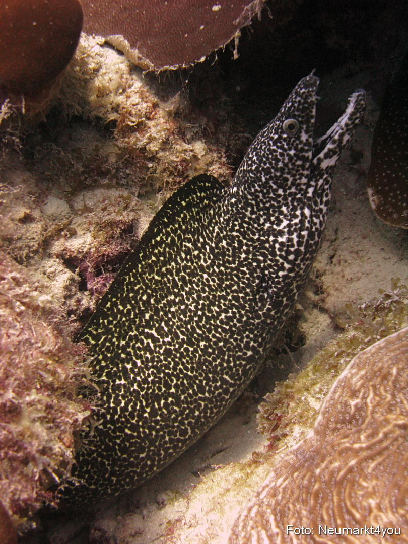 0035 Peter Bonaire Unterwasser 2009