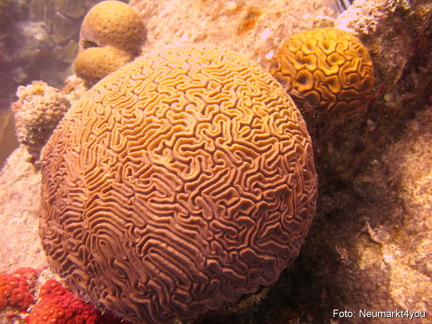 0037 Peter Bonaire Unterwasser 2009