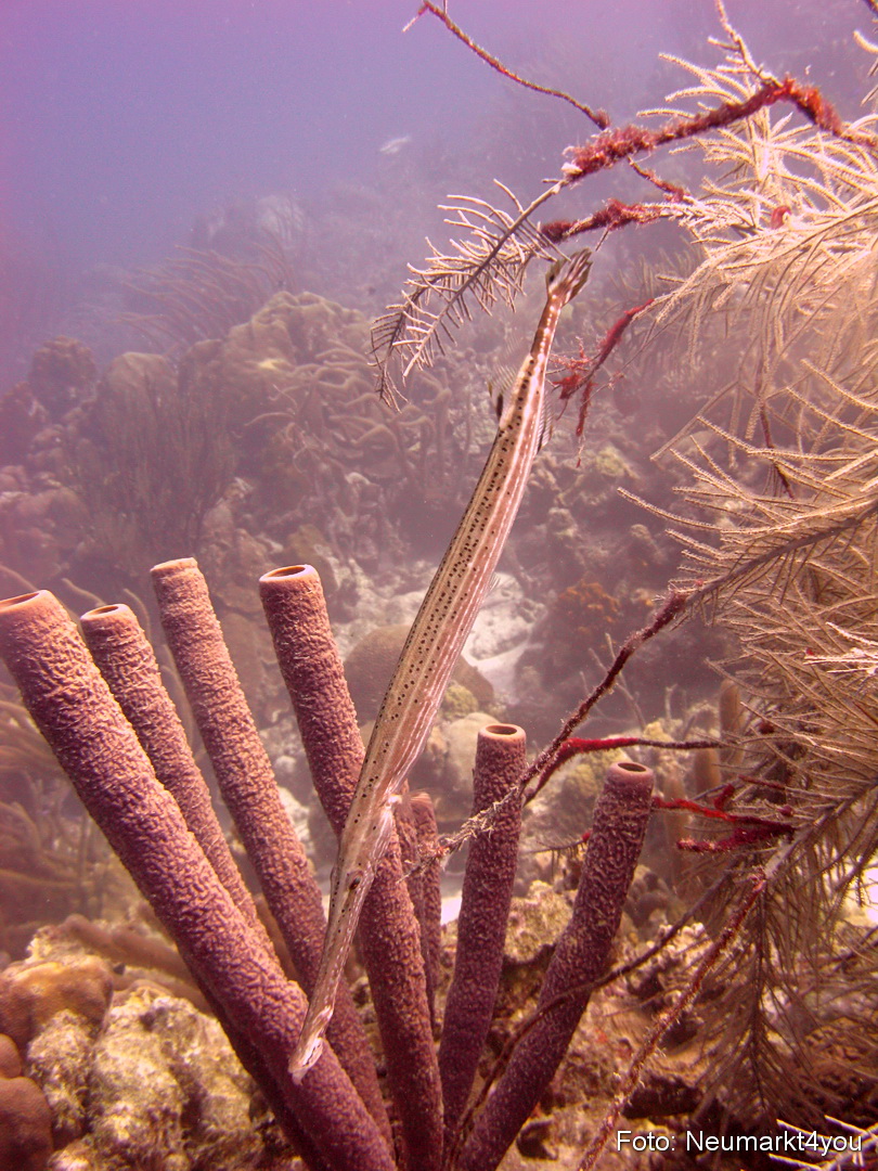 0040 Peter Bonaire Unterwasser 2009