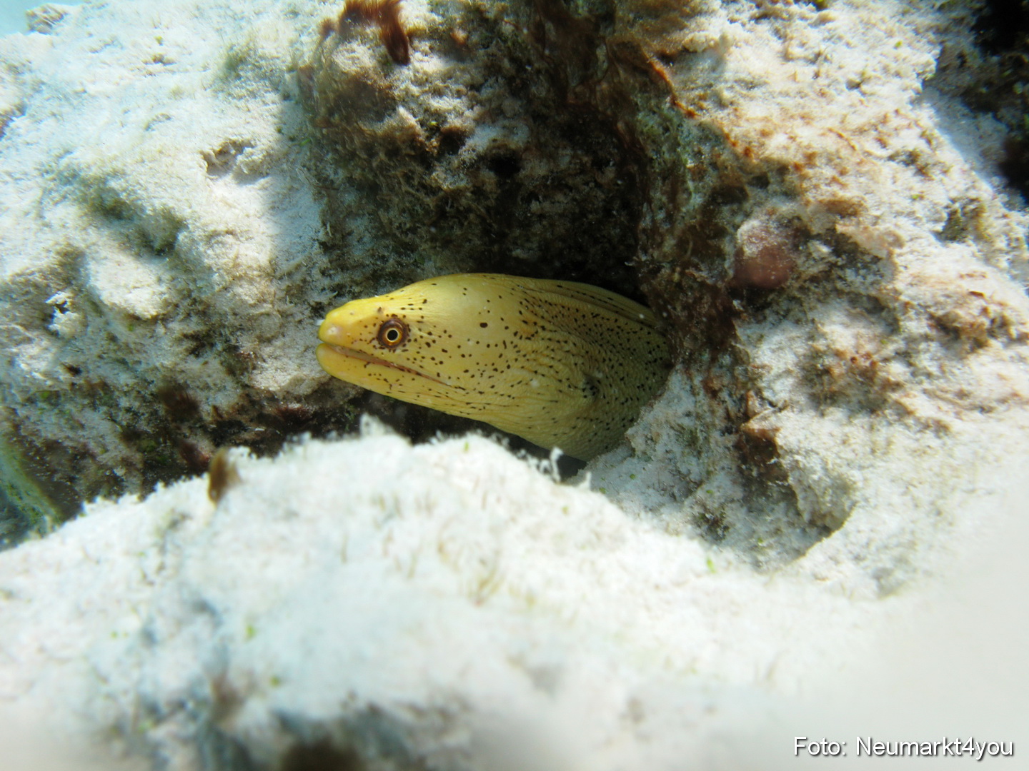 0041 Peter Bonaire Unterwasser 2009