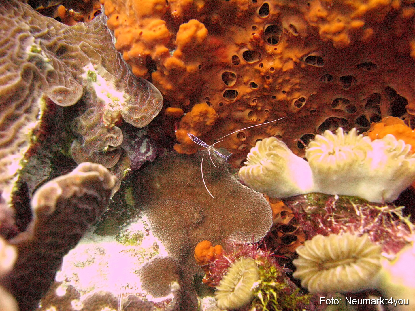 0042 Peter Bonaire Unterwasser 2009