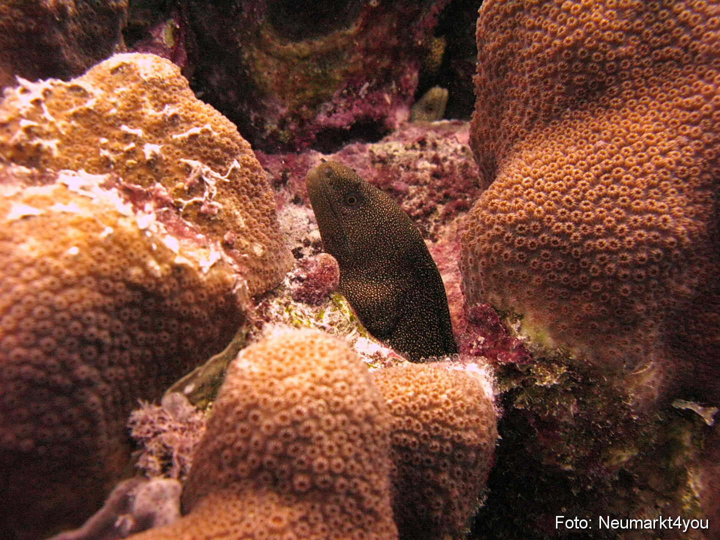 0044 Peter Bonaire Unterwasser 2009