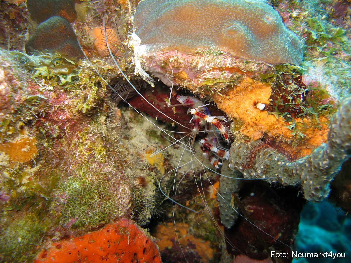 0047 Peter Bonaire Unterwasser 2009