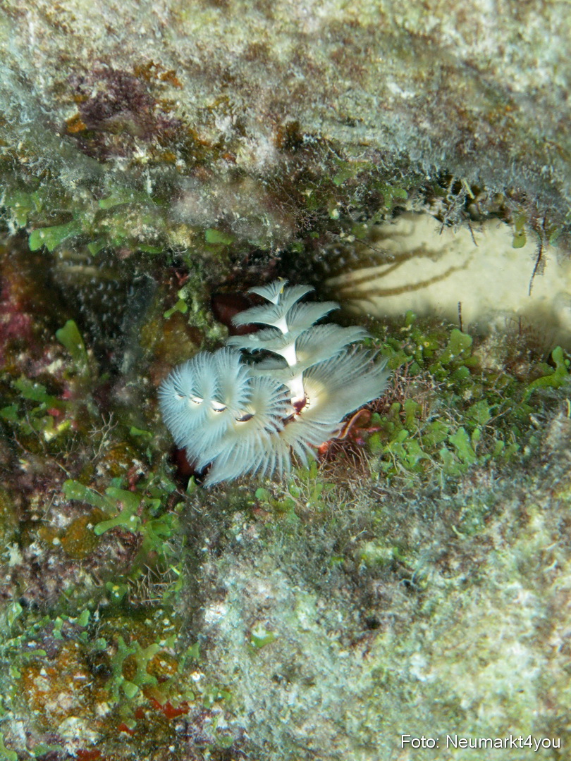 0053 Peter Bonaire Unterwasser 2009