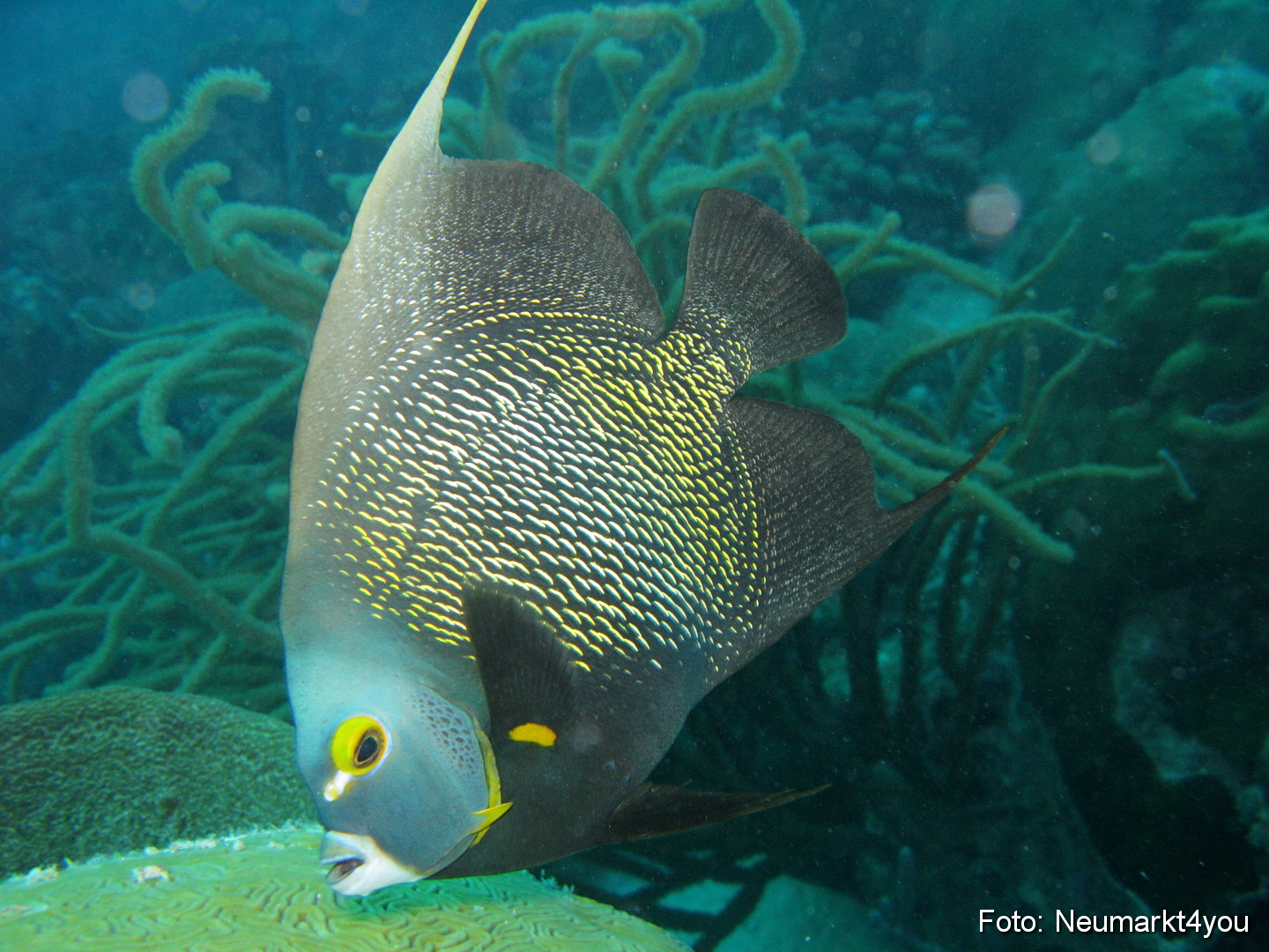 0054 Peter Bonaire Unterwasser 2009