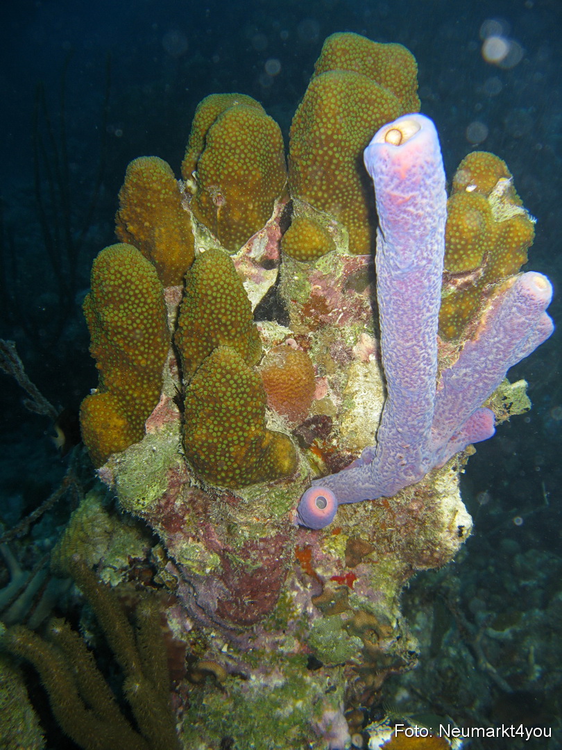 0056 Peter Bonaire Unterwasser 2009