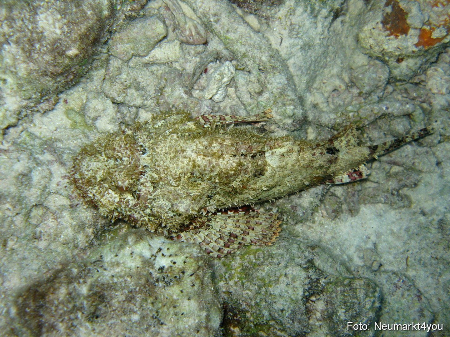 0059 Peter Bonaire Unterwasser 2009