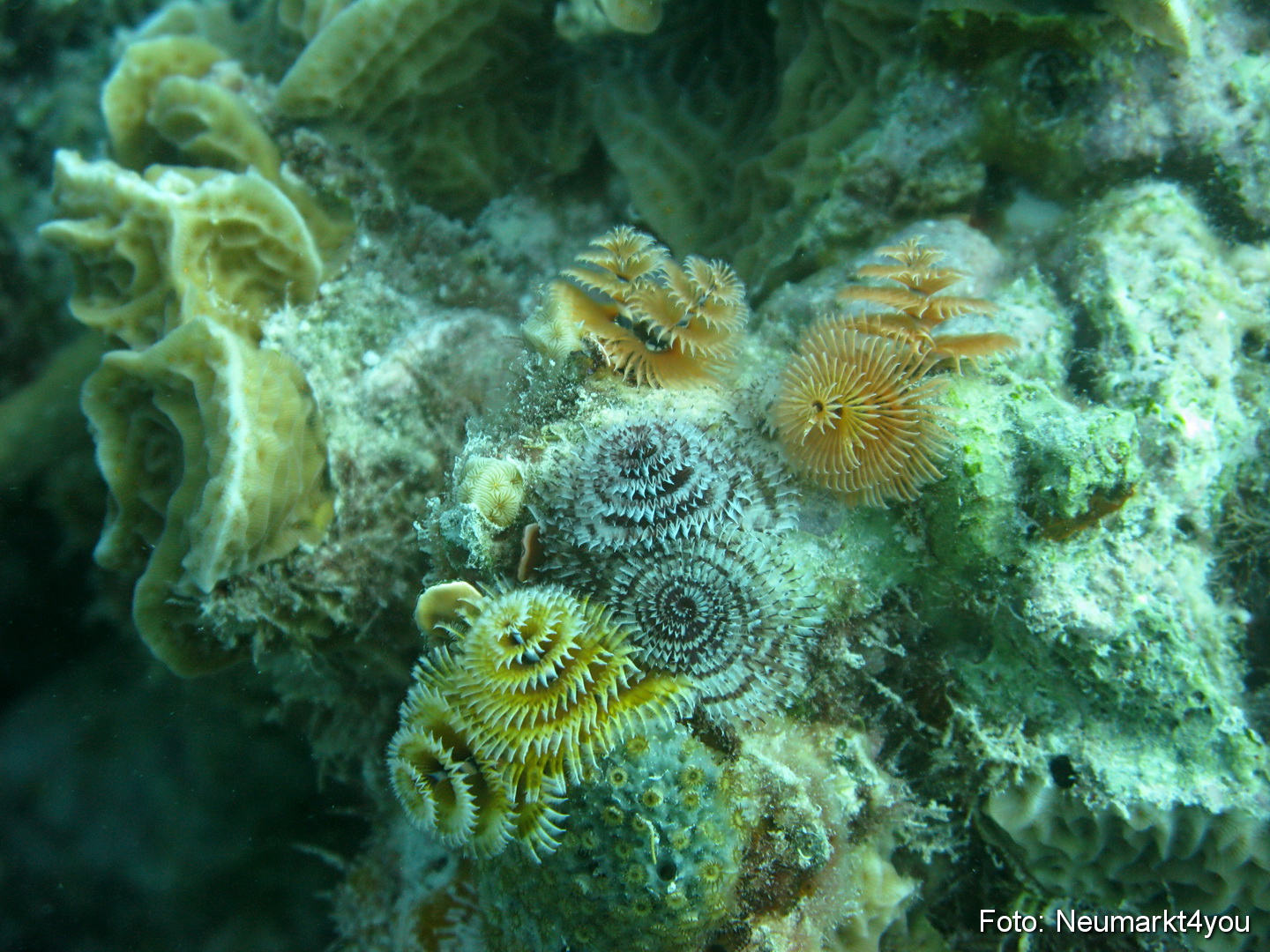 0064 Peter Bonaire Unterwasser 2009