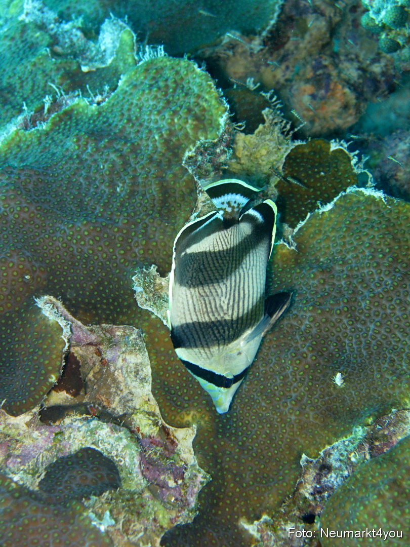 0071 Peter Bonaire Unterwasser 2009