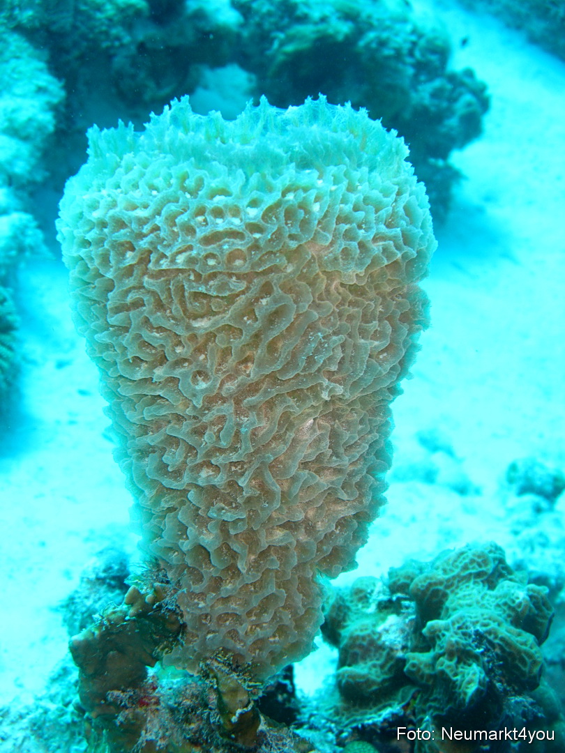 0072 Peter Bonaire Unterwasser 2009