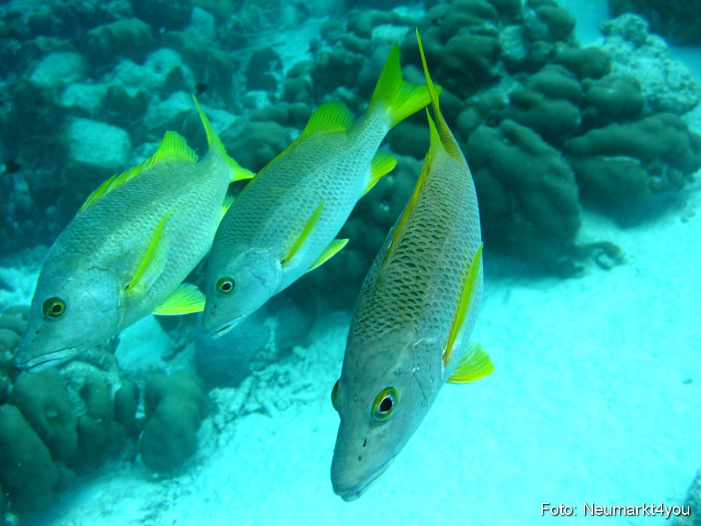 0081 Peter Bonaire Unterwasser 2009
