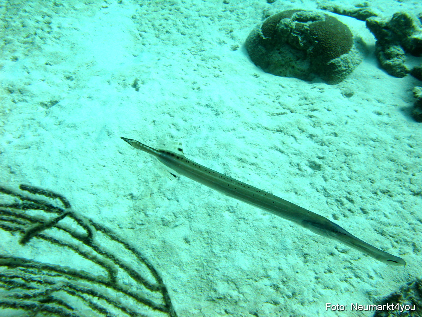 0082 Peter Bonaire Unterwasser 2009