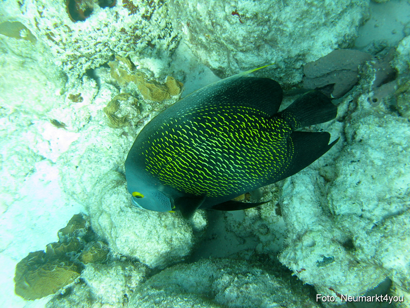 0083 Peter Bonaire Unterwasser 2009