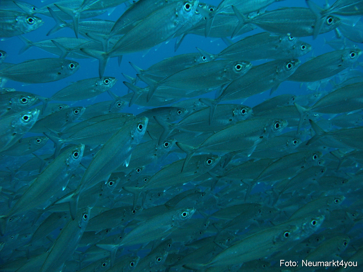 0086 Peter Bonaire Unterwasser 2009