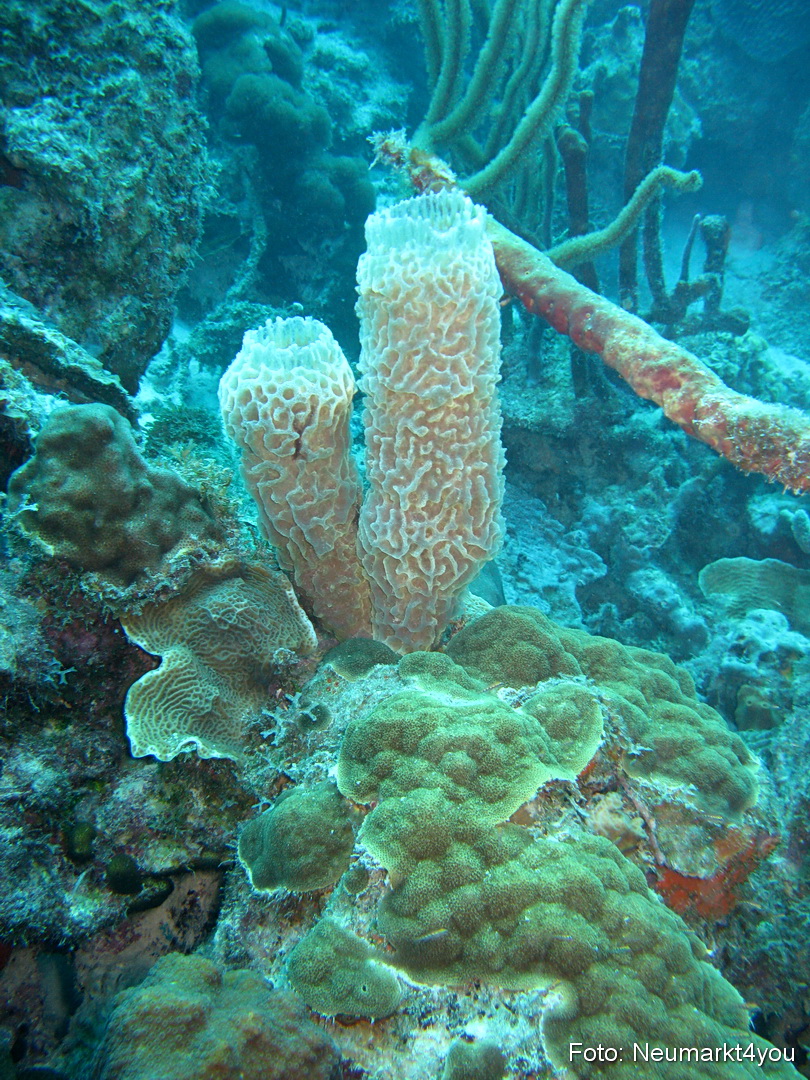 0088 Peter Bonaire Unterwasser 2009