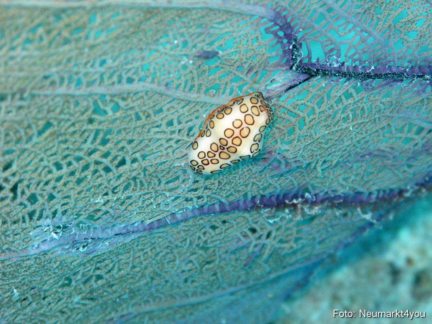 0089 Peter Bonaire Unterwasser 2009