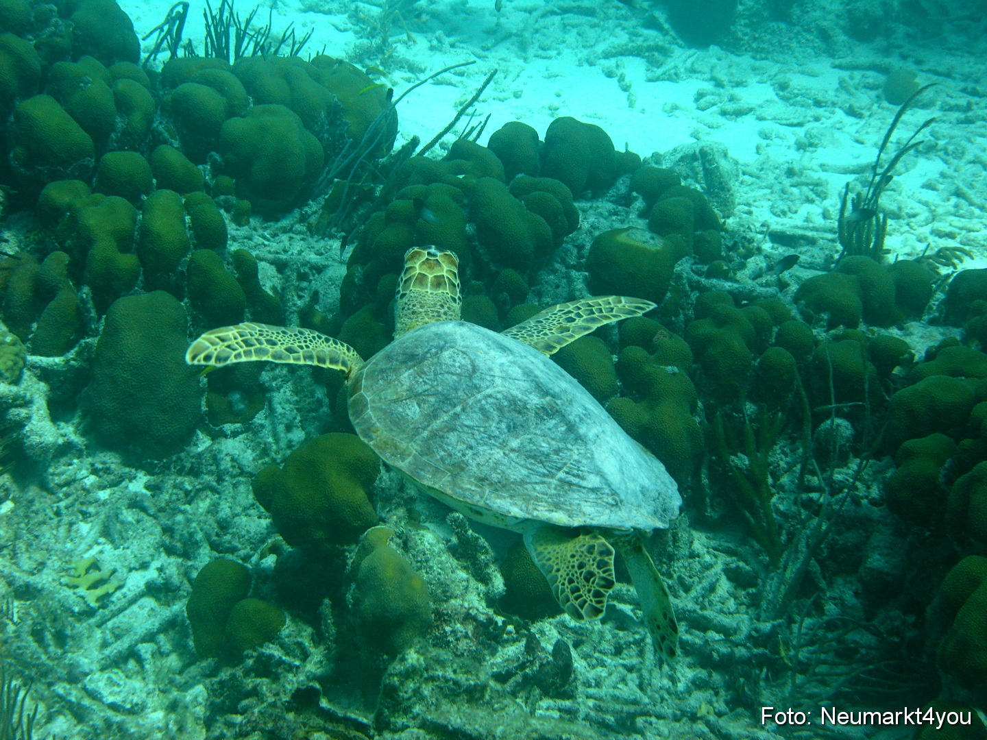 0095 Peter Bonaire Unterwasser 2009