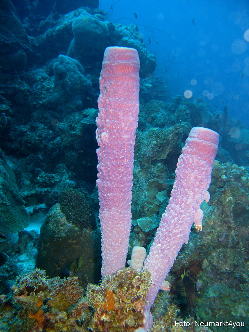 0099 Peter Bonaire Unterwasser 2009