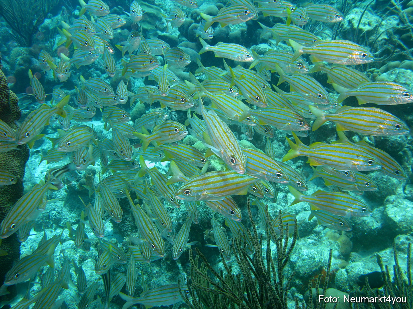 0106 Peter Bonaire Unterwasser 2009