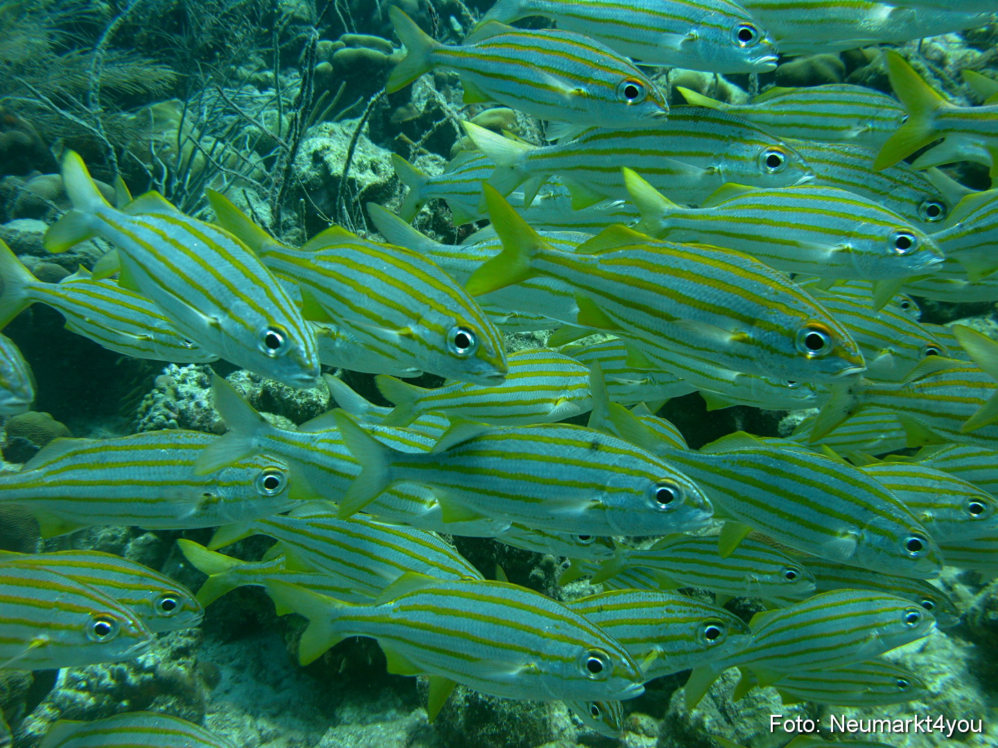 0107 Peter Bonaire Unterwasser 2009