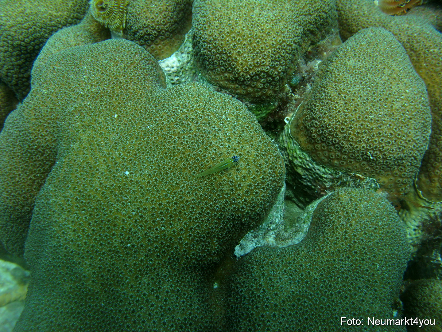 0108 Peter Bonaire Unterwasser 2009