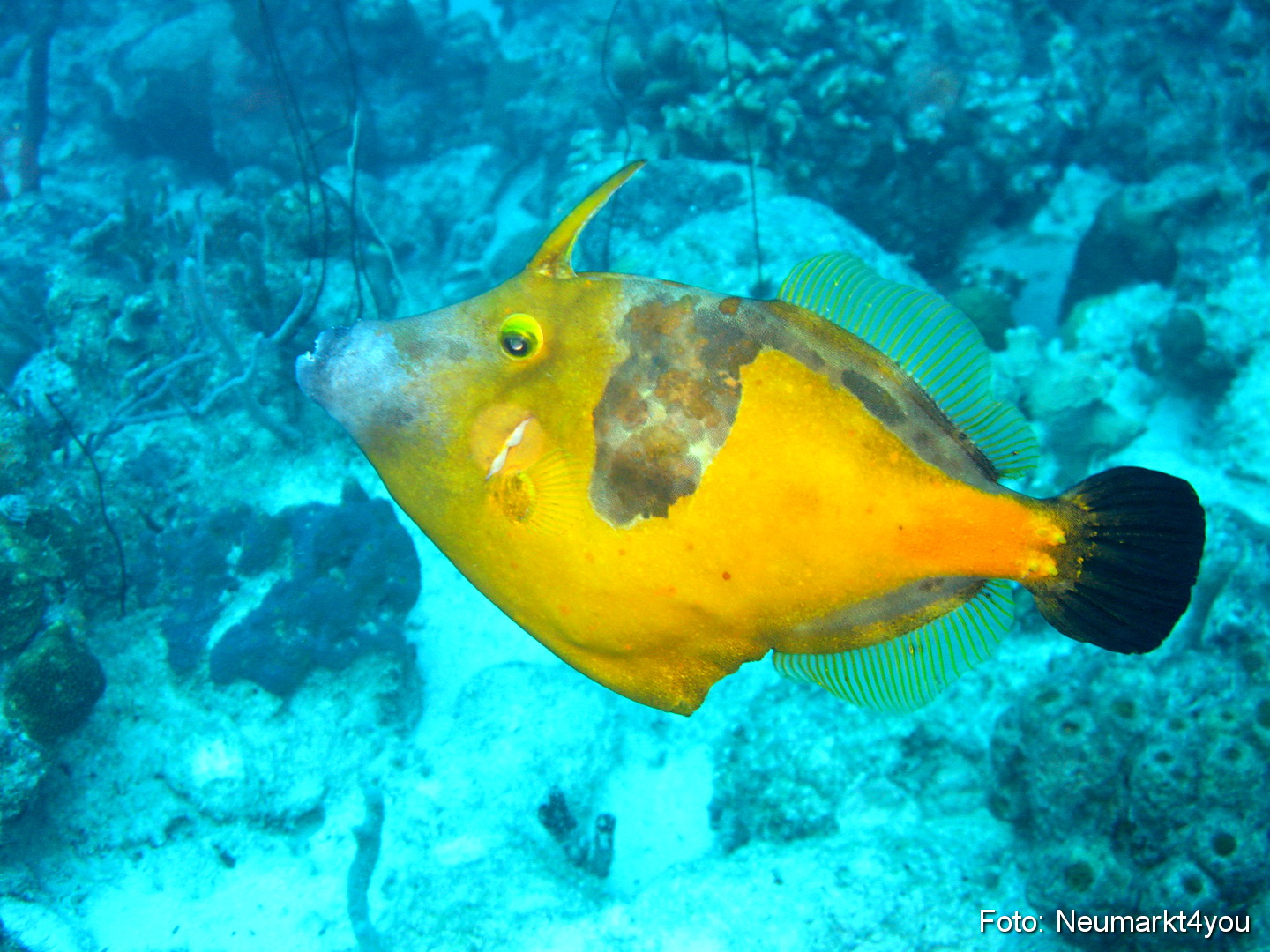 0117 Peter Bonaire Unterwasser 2009