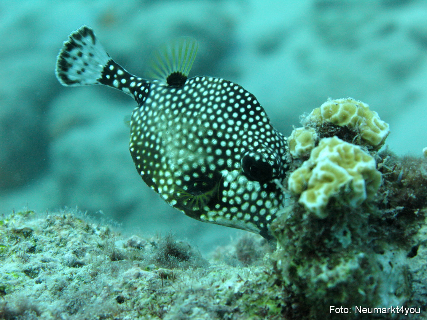 0120 Peter Bonaire Unterwasser 2009