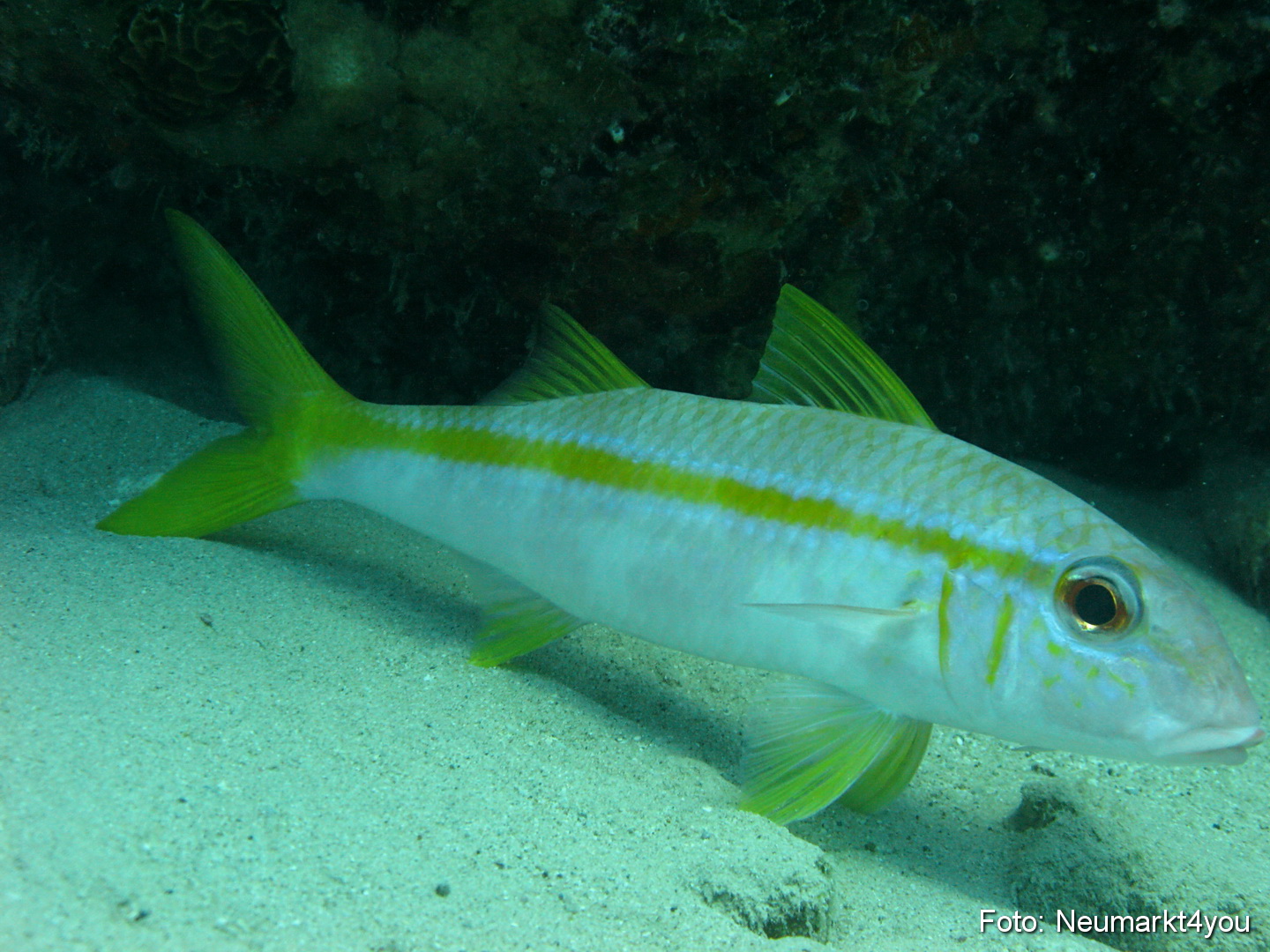 0121 Peter Bonaire Unterwasser 2009
