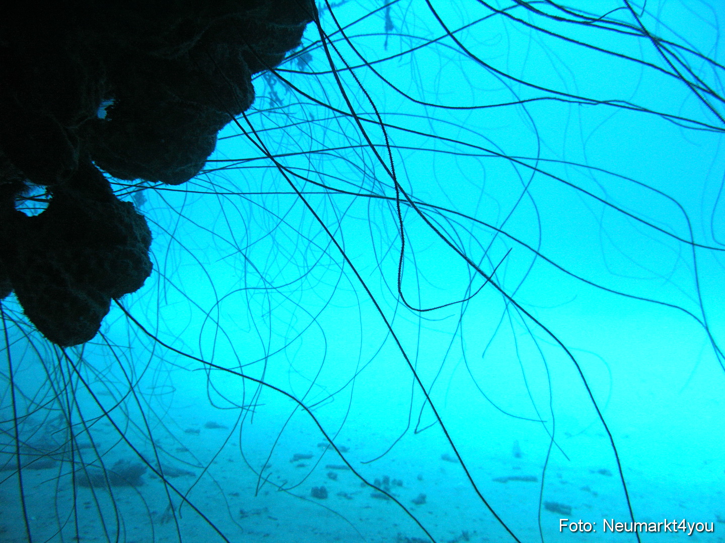 0127 Peter Bonaire Unterwasser 2009