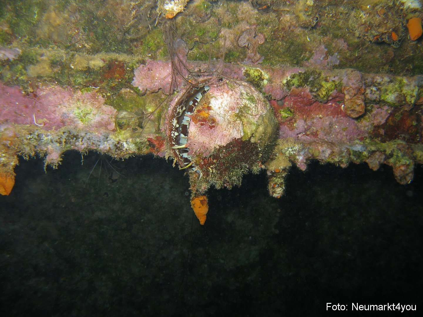 0129 Peter Bonaire Unterwasser 2009