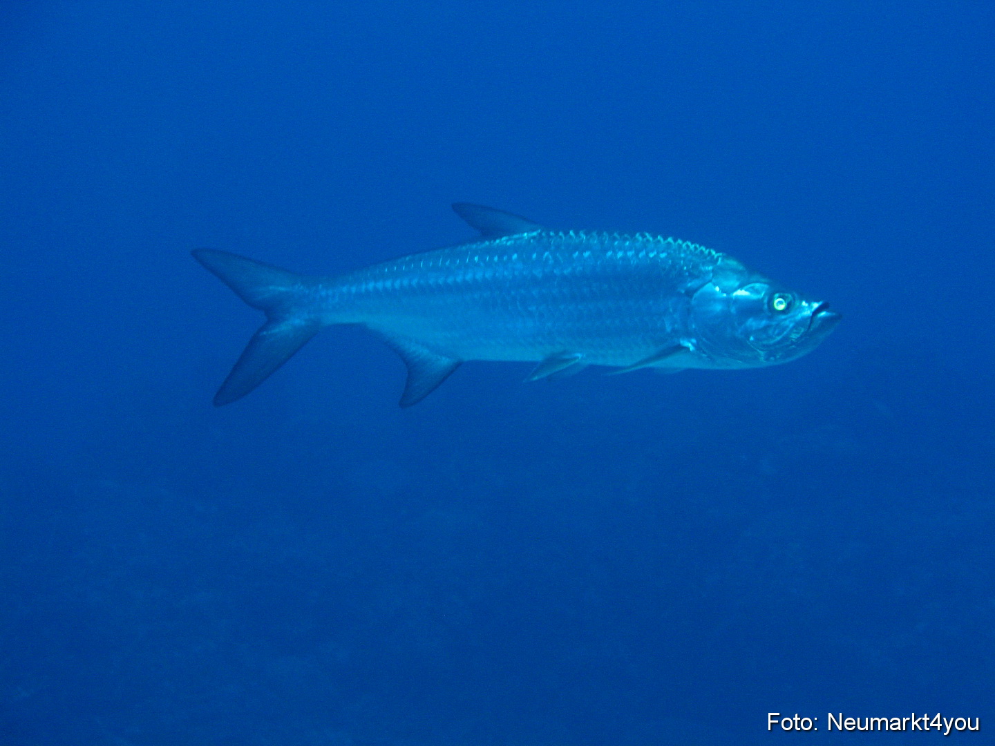 0130 Peter Bonaire Unterwasser 2009