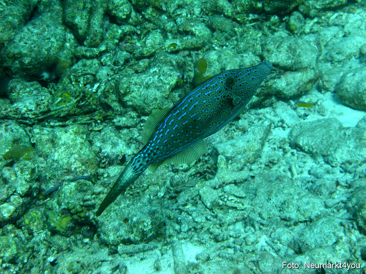 0140 Peter Bonaire Unterwasser 2009