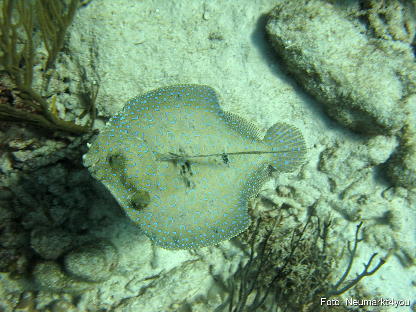 0143 Peter Bonaire Unterwasser 2009