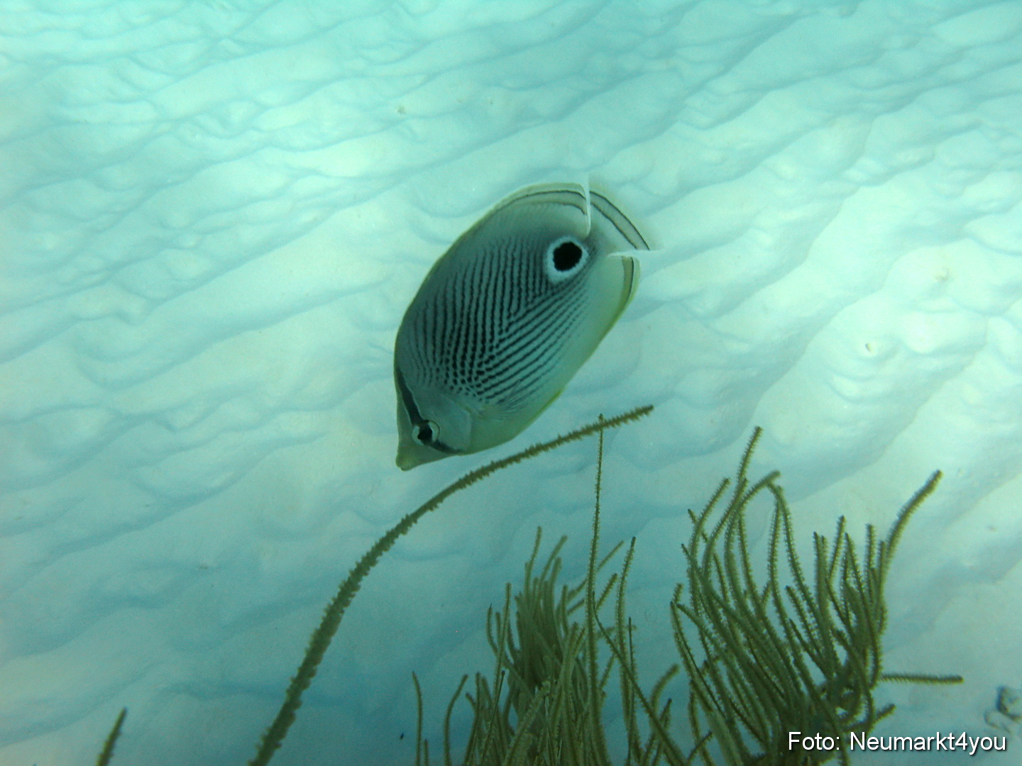0145 Peter Bonaire Unterwasser 2009