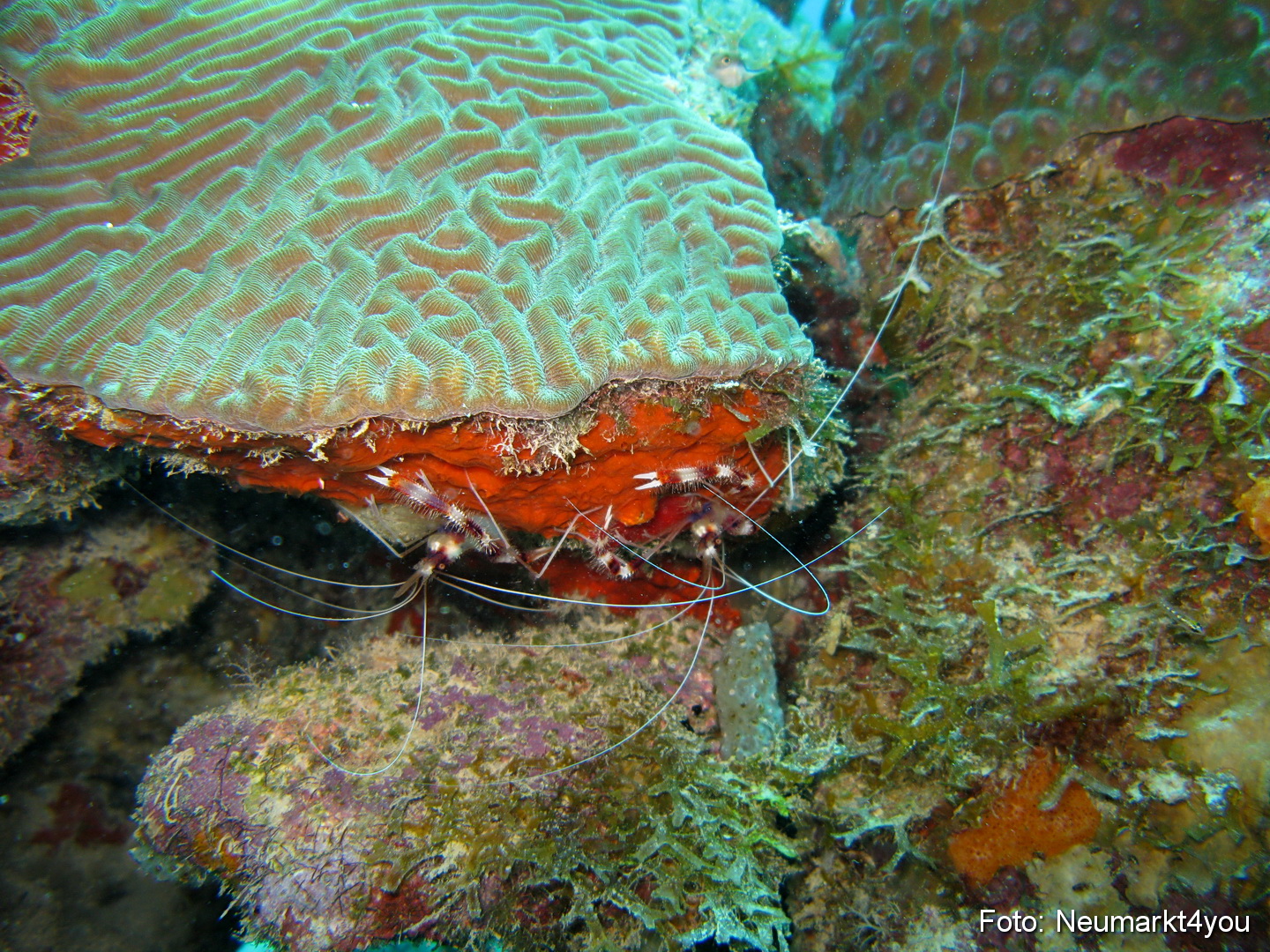 0149 Peter Bonaire Unterwasser 2009