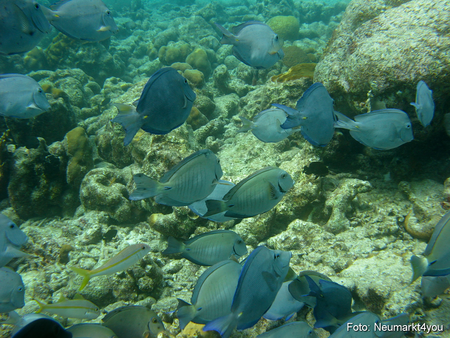 0157 Peter Bonaire Unterwasser 2009