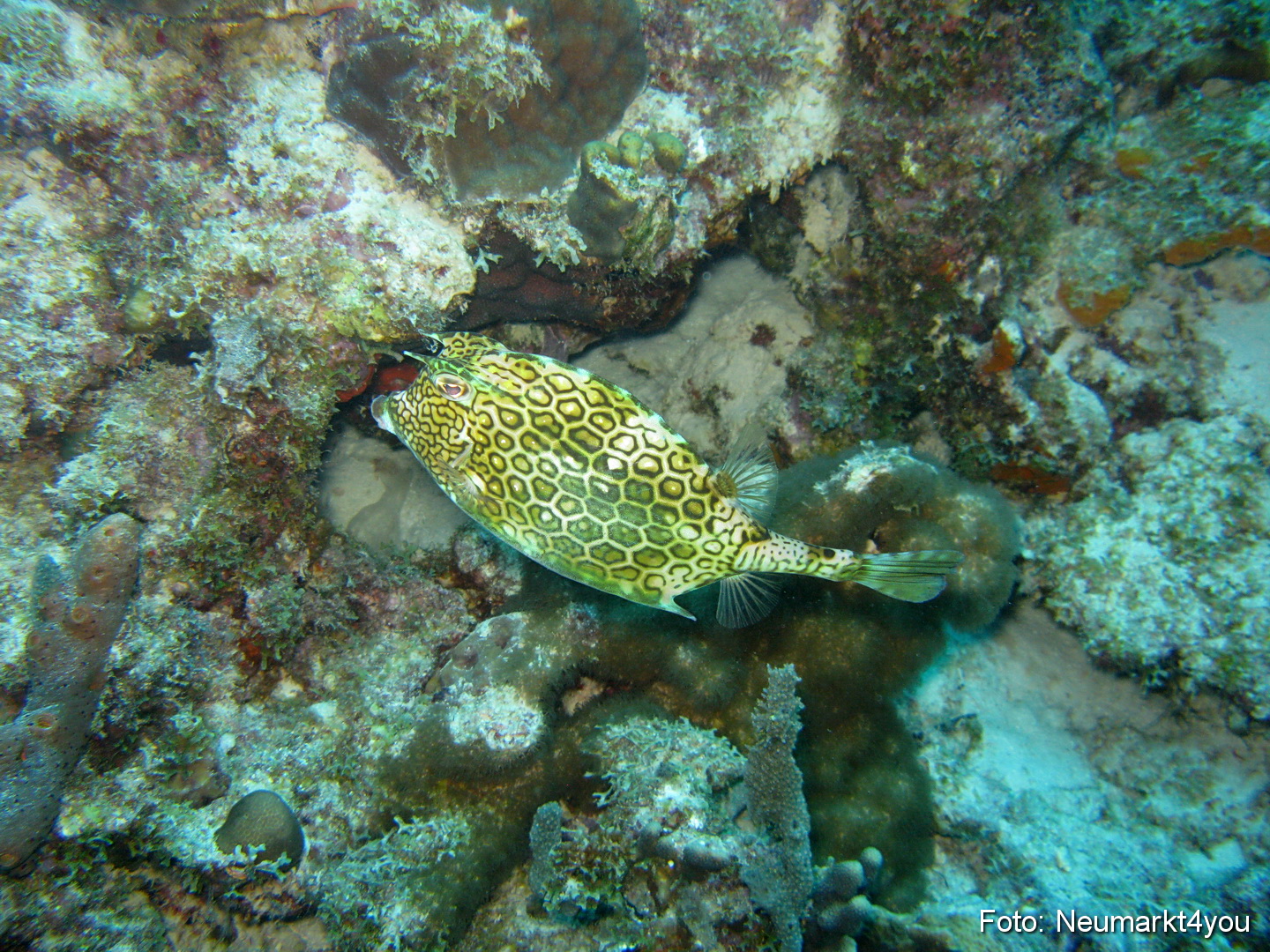0164 Peter Bonaire Unterwasser 2009