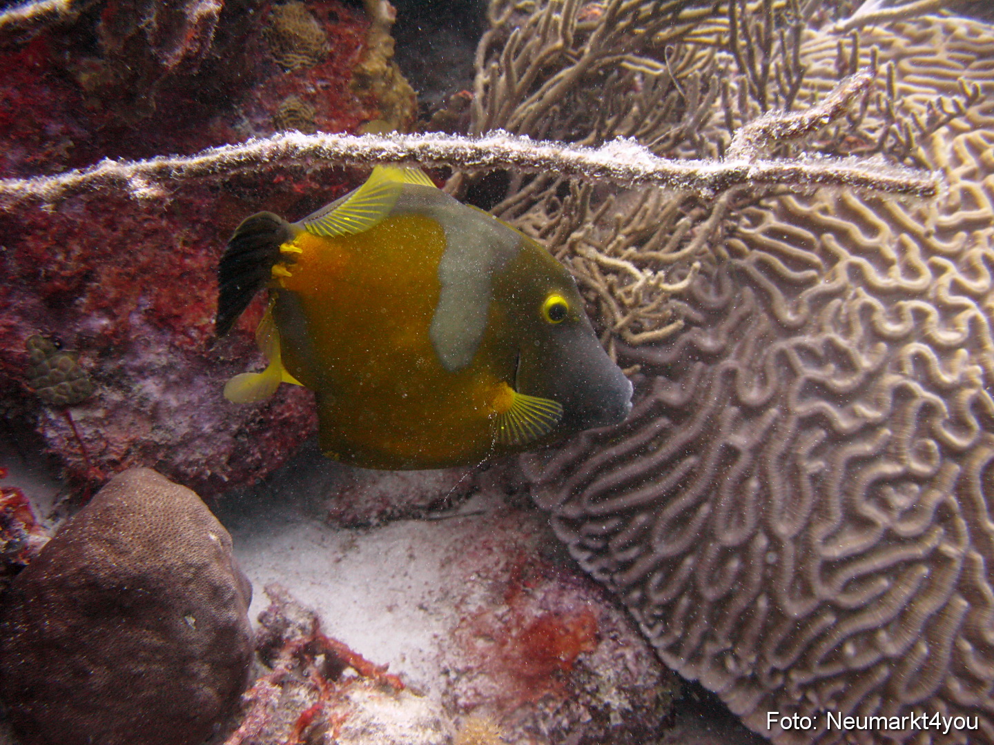 0181 Peter Bonaire Unterwasser 2009