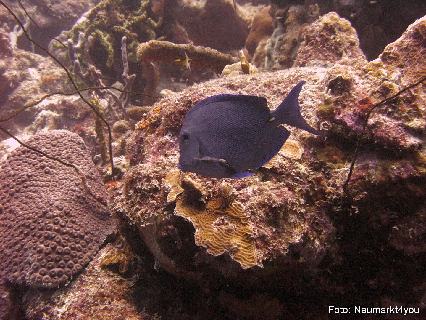 0184 Peter Bonaire Unterwasser 2009