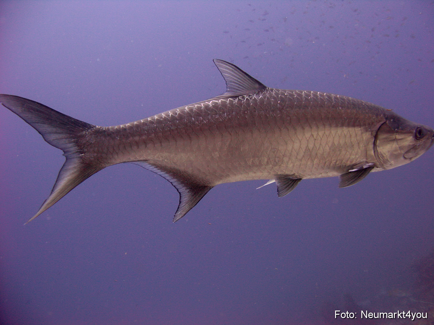 0189 Peter Bonaire Unterwasser 2009