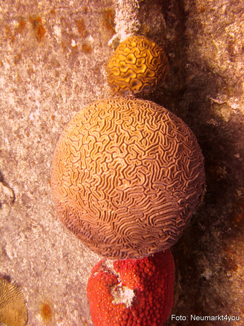 0194 Peter Bonaire Unterwasser 2009