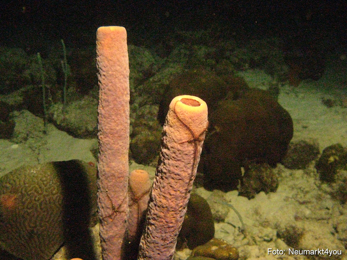 0211 Peter Bonaire Unterwasser 2009