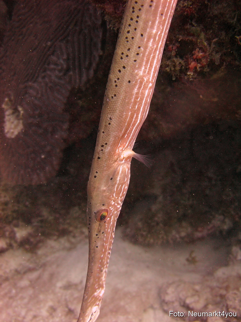 0219 Peter Bonaire Unterwasser 2009