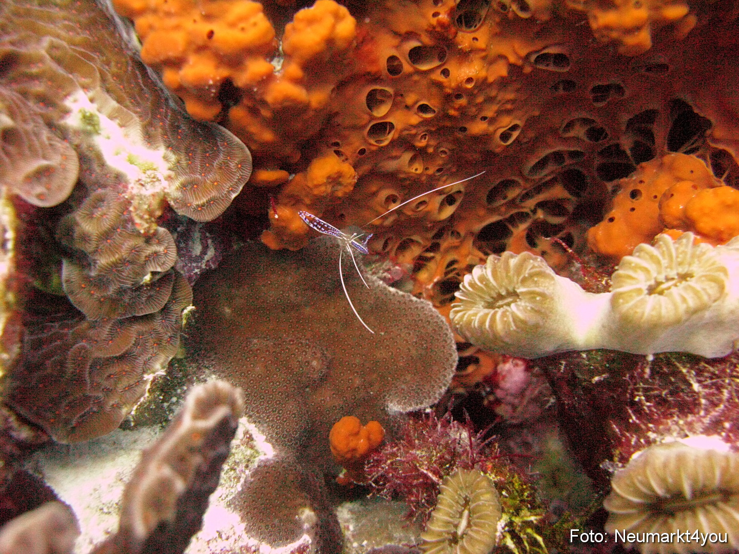 0228 Peter Bonaire Unterwasser 2009