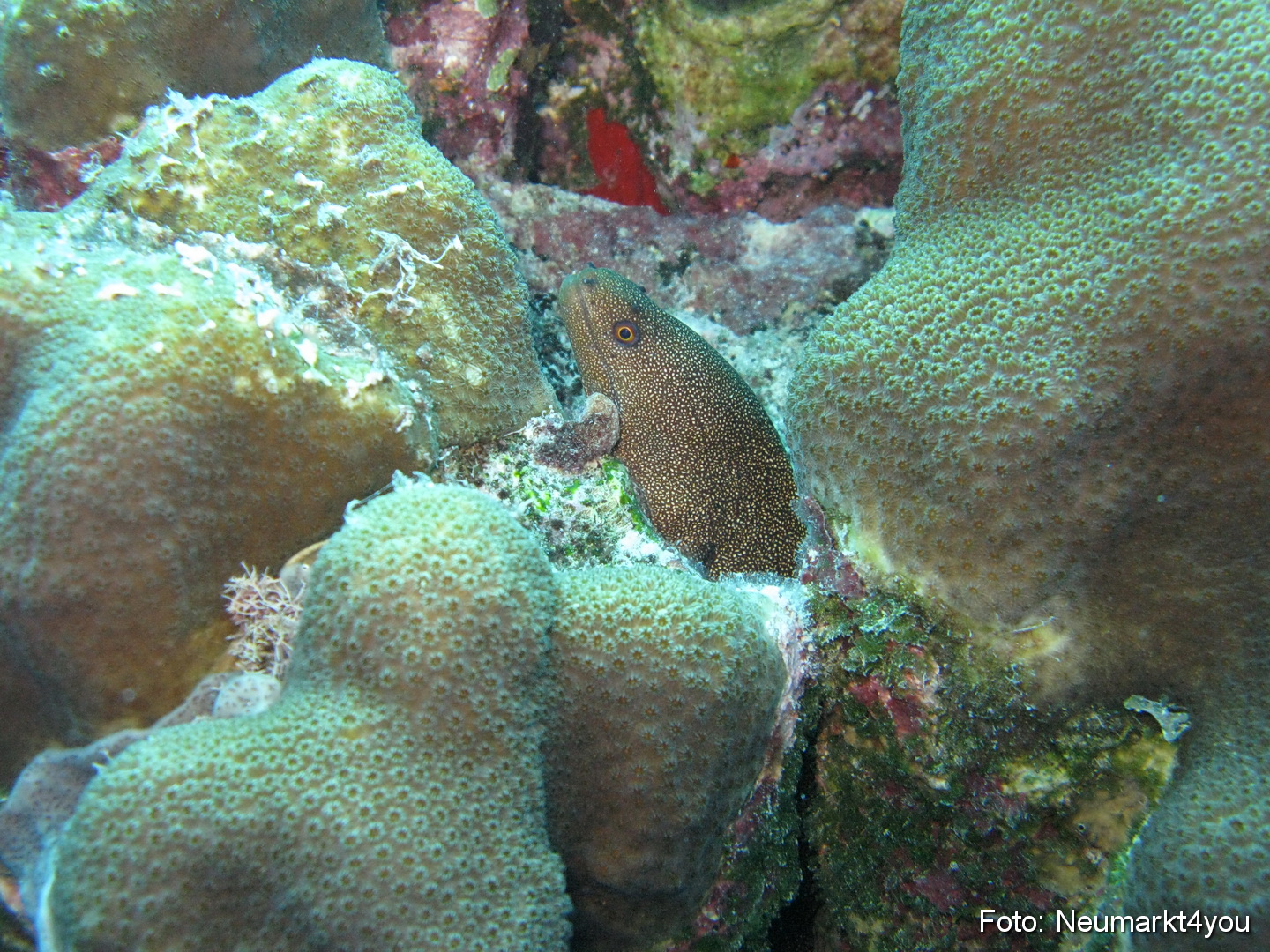 0234 Peter Bonaire Unterwasser 2009