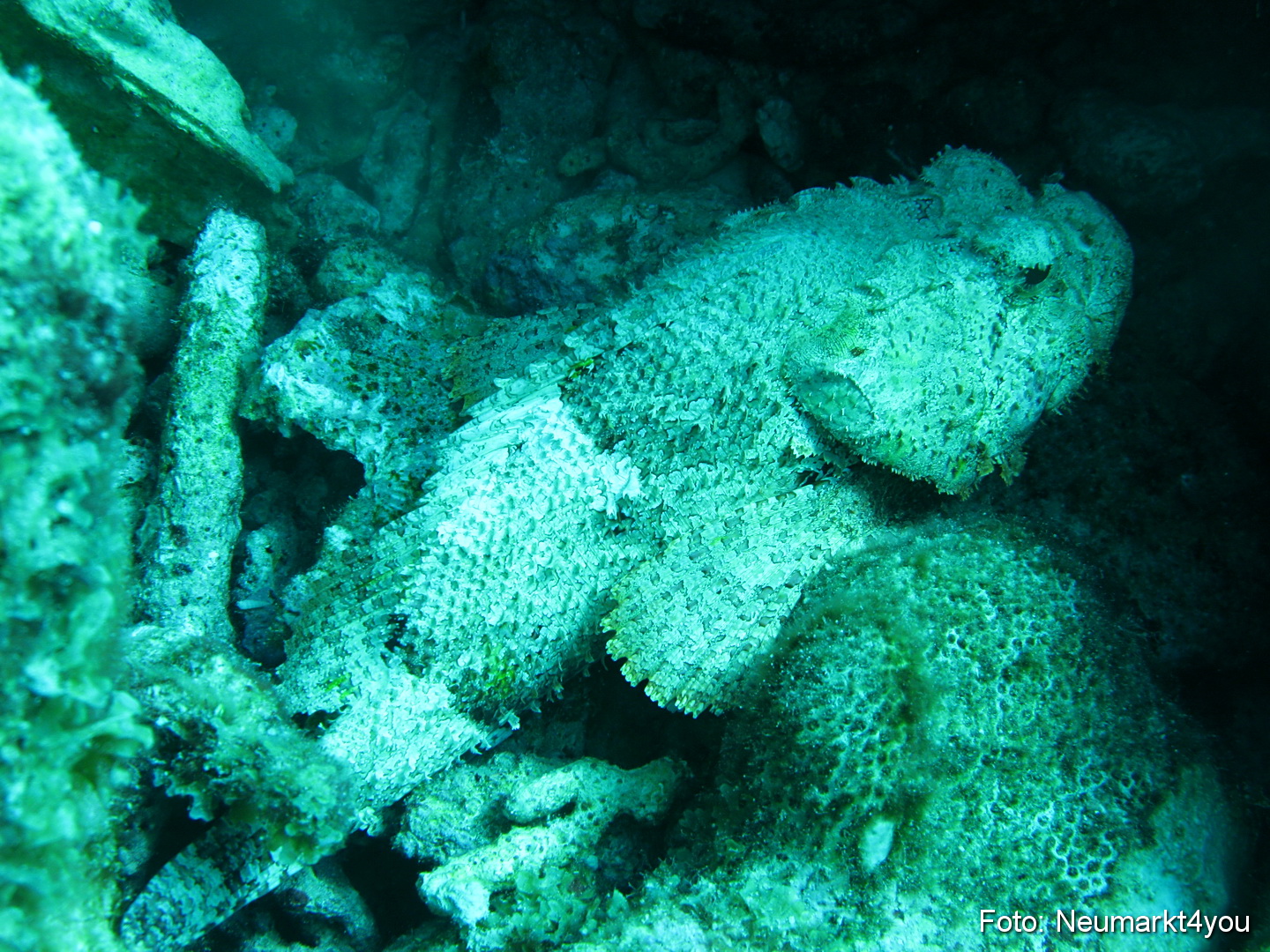 0240 Peter Bonaire Unterwasser 2009