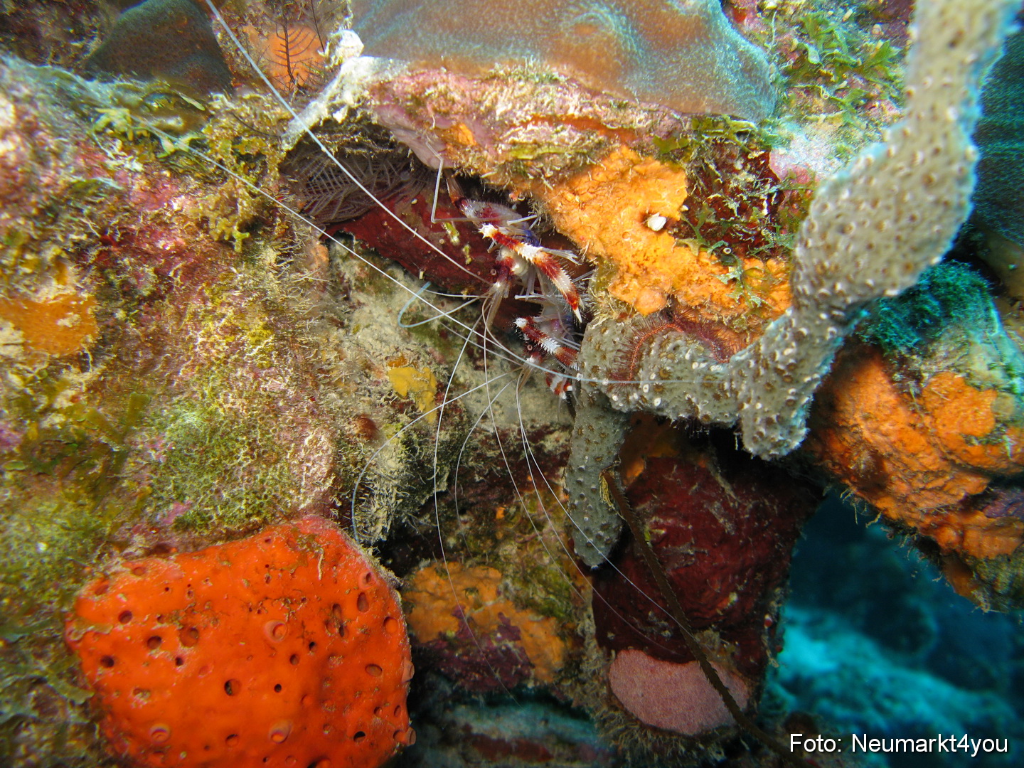 0243 Peter Bonaire Unterwasser 2009